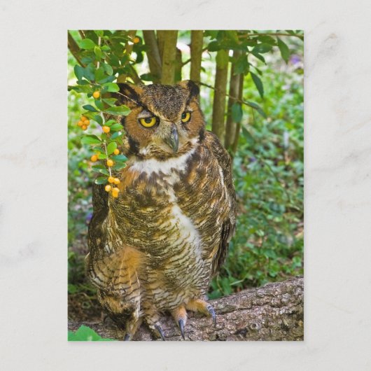 角素晴らしフクロウ葉書 ポストカード (正面)