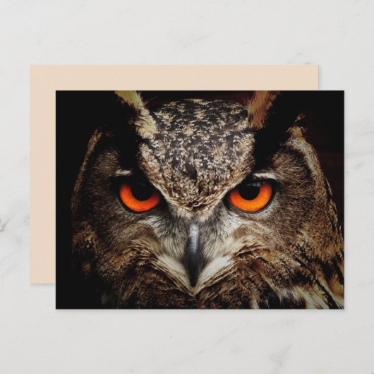 角素晴らしフクロウ葉書 ポストカード (正面/裏面)