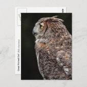 角素晴らしフクロウ葉書 ポストカード (正面/裏面)