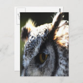 角素晴らしフクロウ2 ポストカード (正面/裏面)