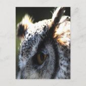 角素晴らしフクロウ2 ポストカード (正面)