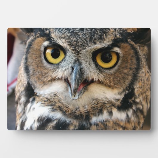 角素晴らしフクロウ フォトプラーク (正面)