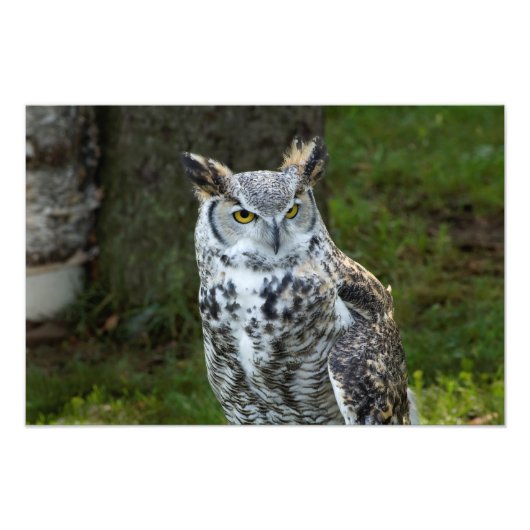 角素晴らしフクロウ フォトプリント            (正面)