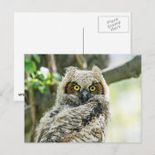 角素晴らしフクロウ ポストカード (正面/裏面)