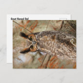 角素晴らしフクロウ ポストカード (正面/裏面)