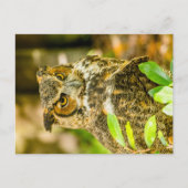 角素晴らしフクロウ ポストカード (正面)