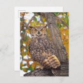 角素晴らしフクロウ ポストカード (正面/裏面)