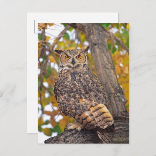 角素晴らしフクロウ ポストカード (正面/裏面)