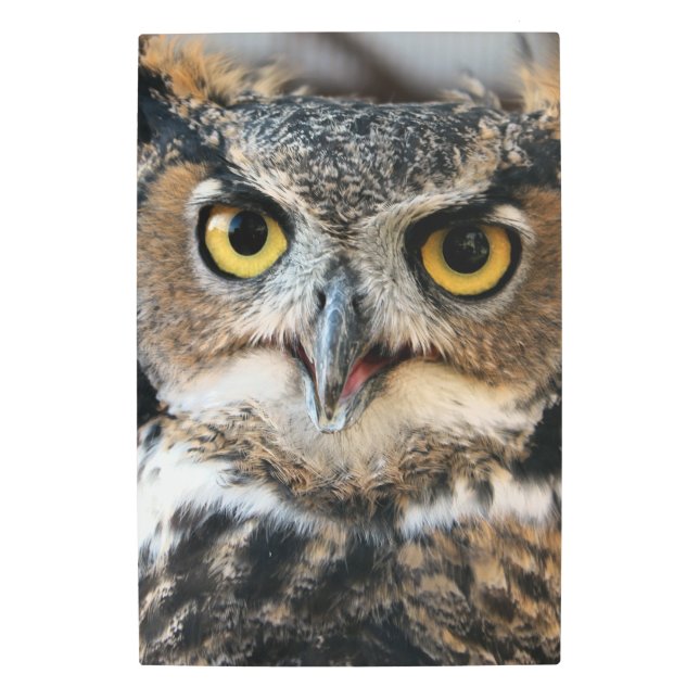 角素晴らしフクロウ メタルプリント (正面)