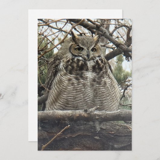 角素晴らしフクロウ – Number 4 Big Floof シーズンカード (正面/裏面)