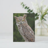 角素晴らし素晴らしフクロウ葉書 ポストカード (スタンド正面)