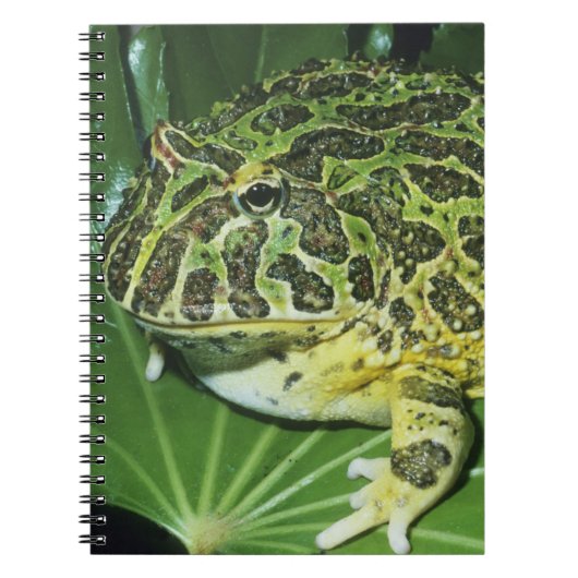 角華美のカエル(Ceratophrys ornata) ノートブック (正面)