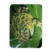 角華美のカエル(Ceratophrys ornata) マグネット (縦)