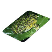 角華美のカエル(Ceratophrys ornata) マグネット (左側)