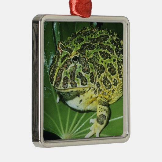 角華美のカエル(Ceratophrys ornata) メタルオーナメント (右)