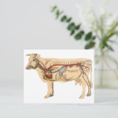 解剖かわいい牛 ポストカード (スタンド正面)