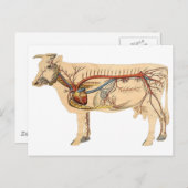 解剖かわいい牛 ポストカード (正面/裏面)
