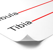 解剖図ヒト右膝関節 ポスター (角)