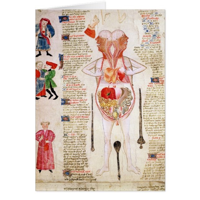 解剖図表 (正面)