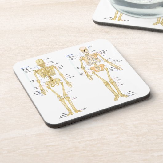 解剖学の図表と分類される人間の骨組 コースター (左側)