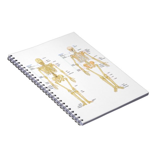 解剖学の図表と分類される人間の骨組 ノートブック (右側)
