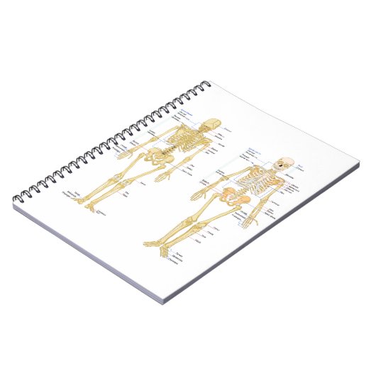 解剖学の図表と分類される人間の骨組 ノートブック (左側)