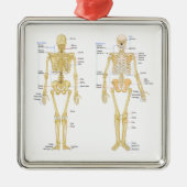 解剖学の図表と分類される人間の骨組 メタルオーナメント (正面)
