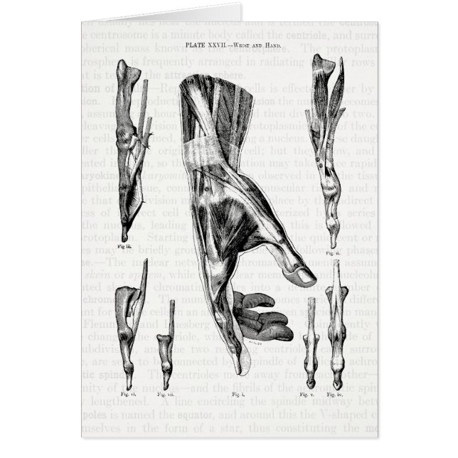 解剖学の芸術手および手首の筋肉 (正面)