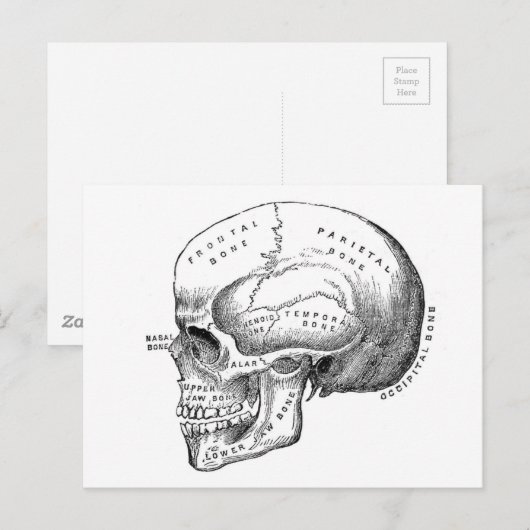 解剖学スカル ポストカード (正面/裏面)