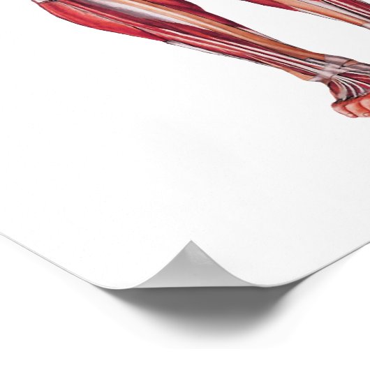 解剖学ポスター ポスター (角)