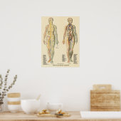 解剖学図動脈静脈神経ヴィンテージ ポスター (キッチン)