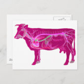 解剖学的にかわいい牛 ポストカード (正面/裏面)