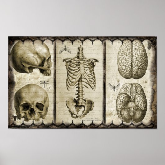 解剖学的に分析する ポスター (正面)