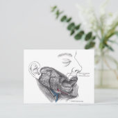 解剖学的口 ポストカード (スタンド正面)