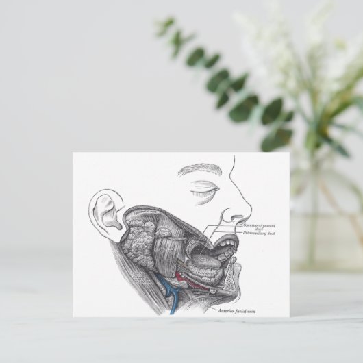 解剖学的口 ポストカード (スタンド正面)