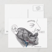 解剖学的口 ポストカード (正面/裏面)