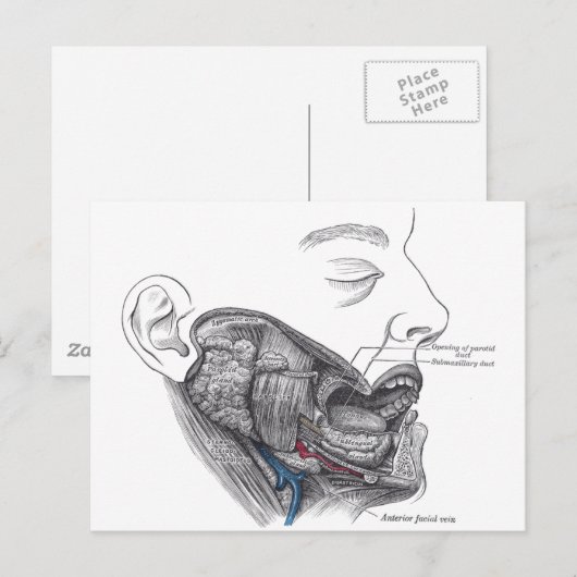 解剖学的口 ポストカード (正面/裏面)