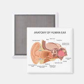 解剖学的図ハート マグネット (正面/裏面)
