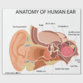 解剖学的図ハート ラッピングペーパー (フラット)
