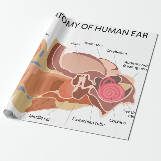 解剖学的図ハート ラッピングペーパー (アンロールド)