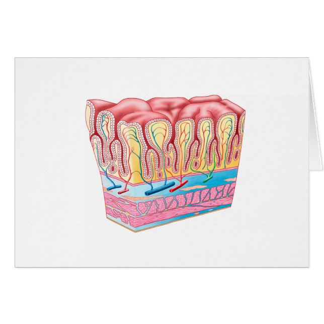 解剖学的構造および胃壁の層 (正面横)