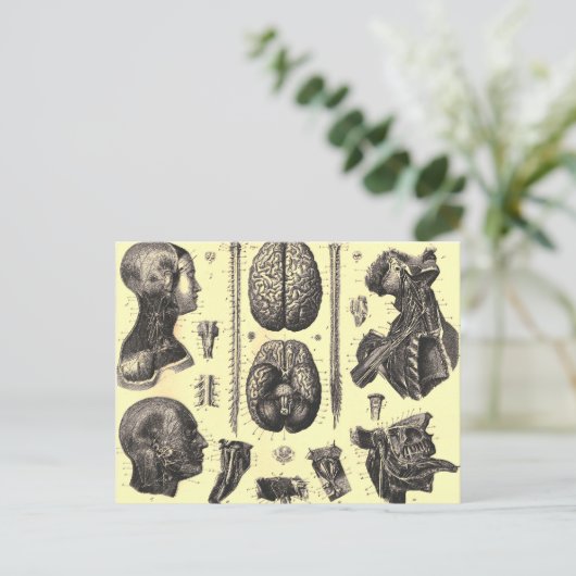 解剖学的脳等 ポストカード (スタンド正面)