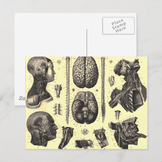解剖学的脳等 ポストカード (正面/裏面)