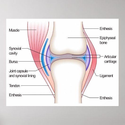 解剖学的関節の基本図 ポスター (正面)