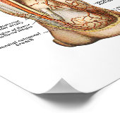 解剖学足 ポスター (角)