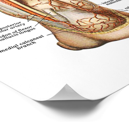 解剖学足 ポスター (角)