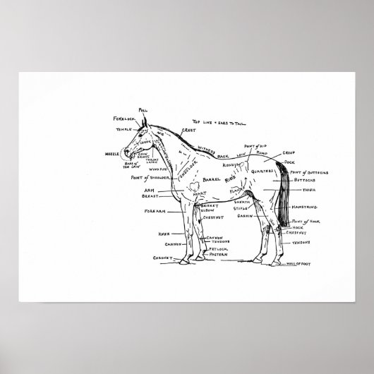 解剖学19 x 13プリント ポスター (正面)