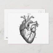 解剖学 – ハート – 画像 – ヴィンテージ ポストカード (正面/裏面)