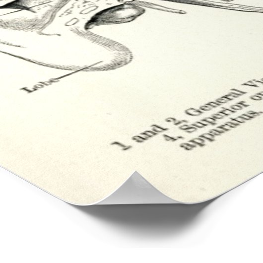 解剖学 – 人間の感覚 ポスター (角)