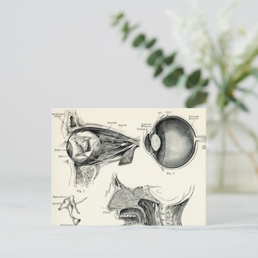 解剖学 – 人間の感覚 ポストカード (スタンド正面)